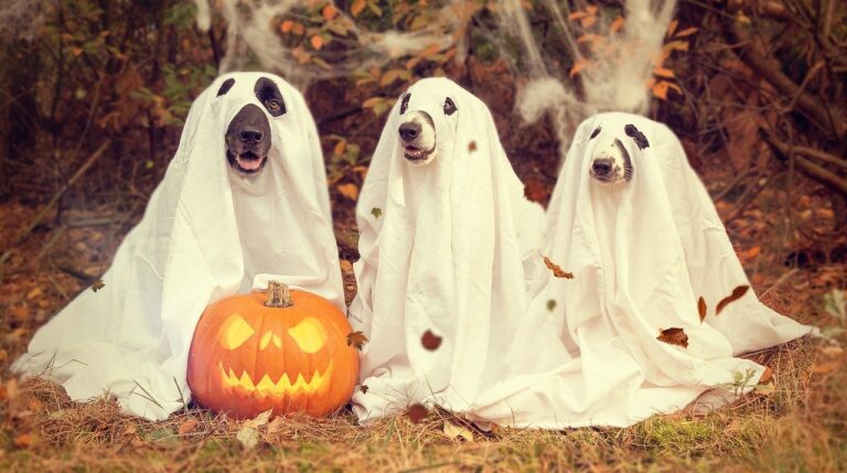 Decorazioni per Halloween 2021