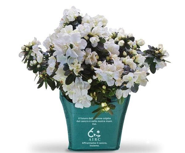 AIRC Azalea della Ricerca 2026