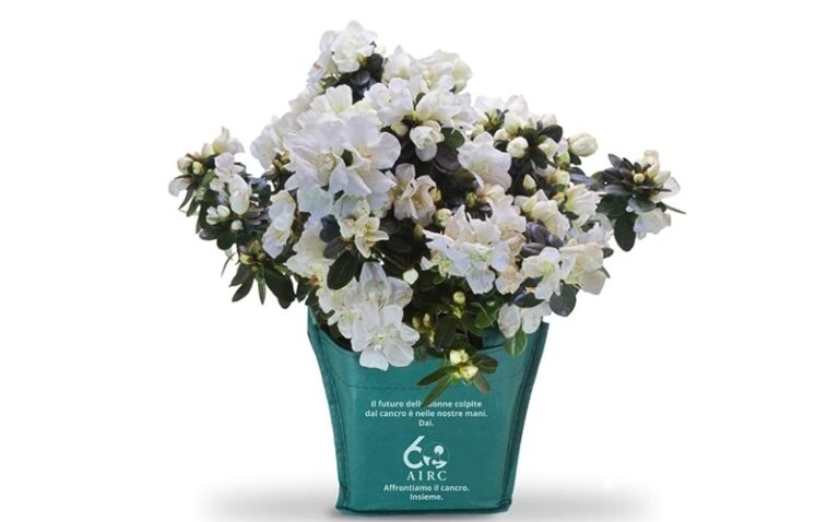 Azalea della Ricerca AIRC 2026: comprala su Amazon per la Festa della Mamma