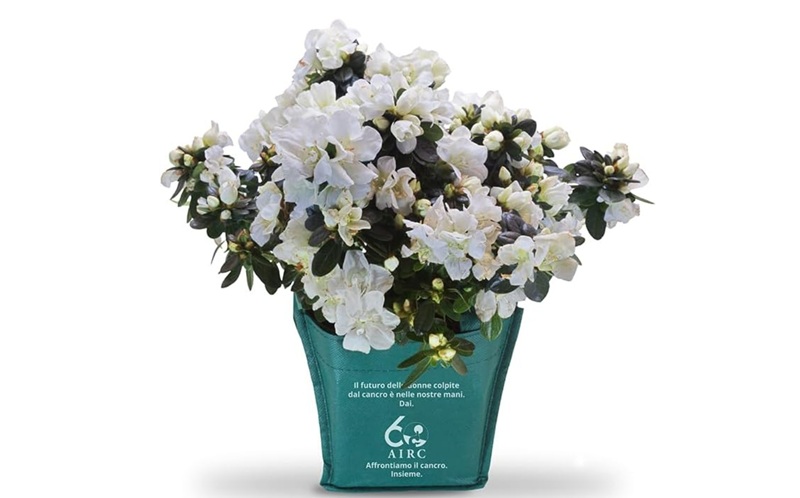 AIRC Azalea della Ricerca 2026