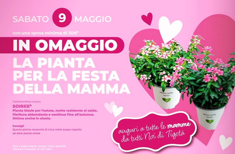 pianta omaggio Tigotà 9 maggio